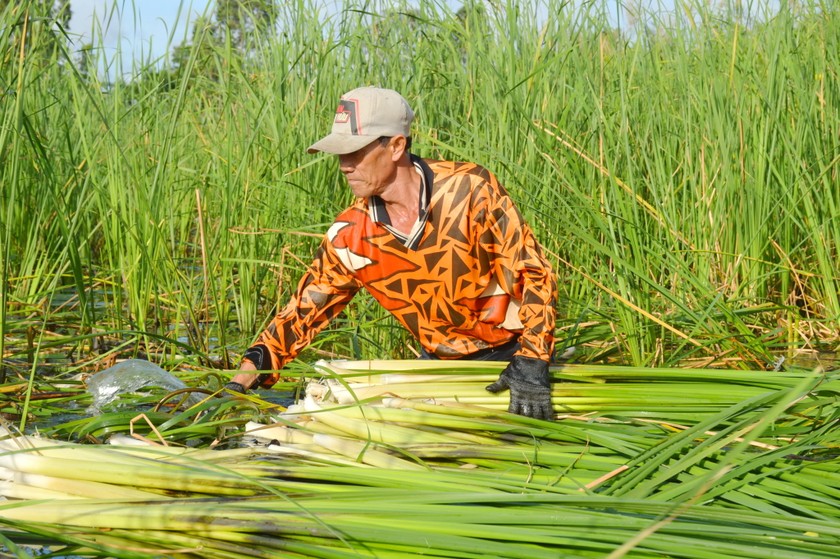 Tái cơ cấu nông nghiệp giúp hàng nghìn nông dân Cái Nước thoát nghèo