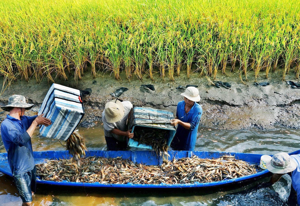 Nông dân ‘bắt tay’ sản xuất lớn, cùng làm giàu