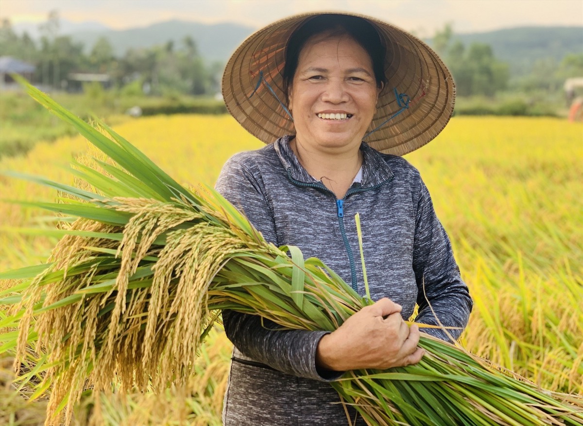 Khát vọng vươn lên từ cây lúa
