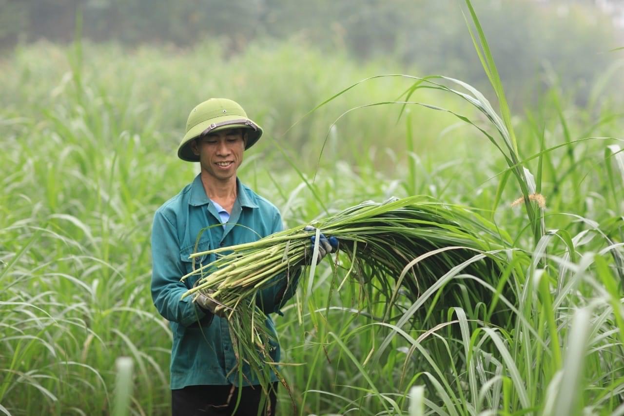 Người Sán Chỉ lan tỏa hương thơm sả Java