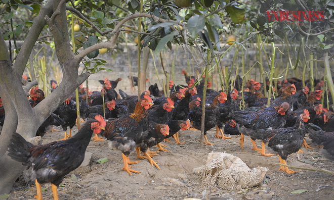 <p class="Normal">
Trang trại nuôi gà của anh Ngô Trọng Hiển hiện có quy mô lớn nhất xã Thuỵ An. Với quy mô nuôi 10.000 gà đẻ trứng, 30.000 gà thương phẩm; Mỗi năm cung cấp ra thị trường 100 vạn quả trứng, 60.000 con gà thịt &lpar;90 tấn gà thịt/năm&rpar;;</p>
