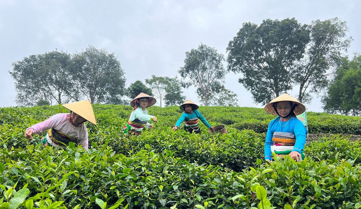 Ông nông dân xứ Thanh 'đánh thức” tiềm năng vùng đất khó