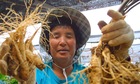Di sản nông nghiệp trồng sâm tại Hàn Quốc