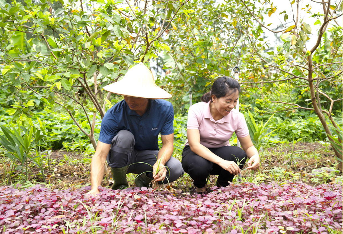 Về chốn bình yên, chọn làm nông nghiệp tử tế