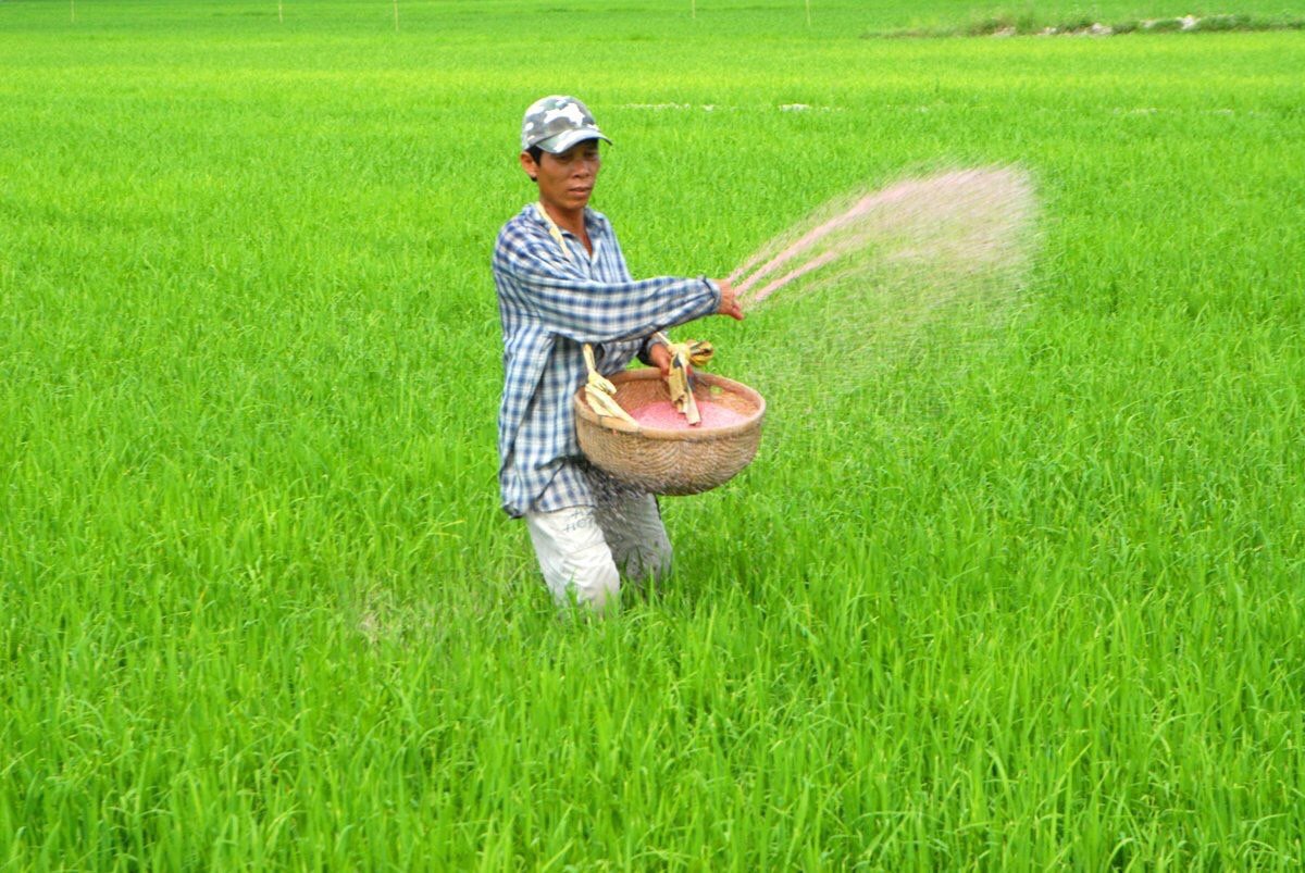 Nguồn cung ngày càng hạn chế, giá phân bón năm 2024 có thể tăng nhẹ