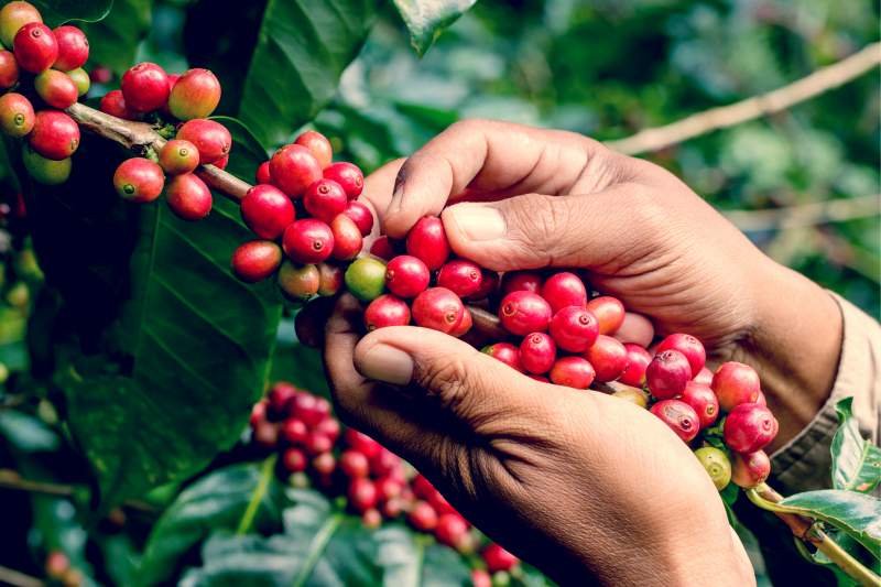Giá xuất khẩu cà phê Robusta có phiên tăng thứ 5 liên tiếp