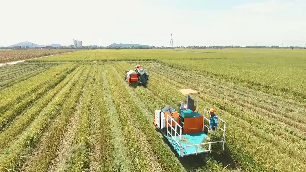 Kinh tế tập thể tỉnh Quảng Ngãi: Khát vọng vươn tầm