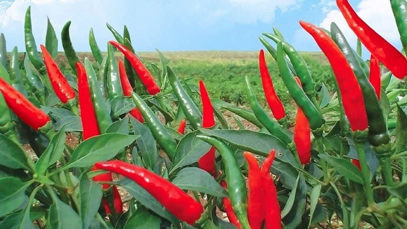 Xuất khẩu ớt năm 2023 tăng tới 107%