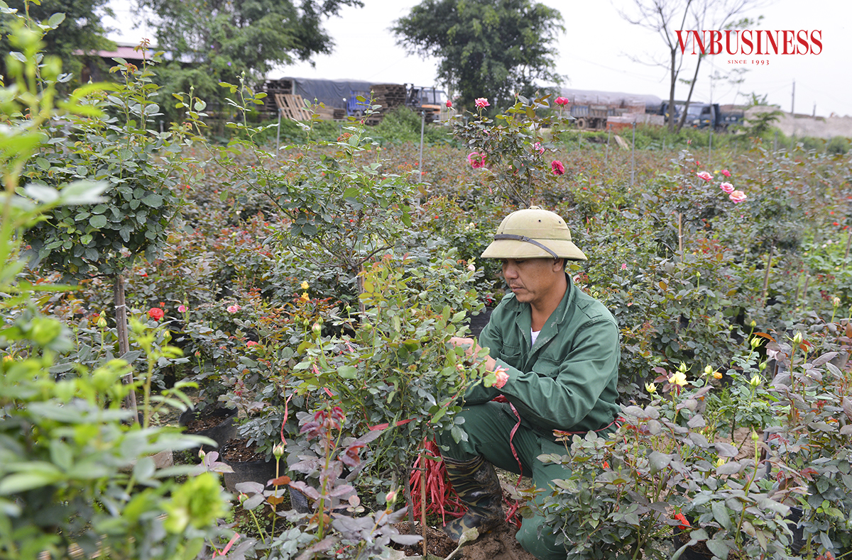 Làng hoa Mê Linh hối hả cho mùa hoa Tết bội thu