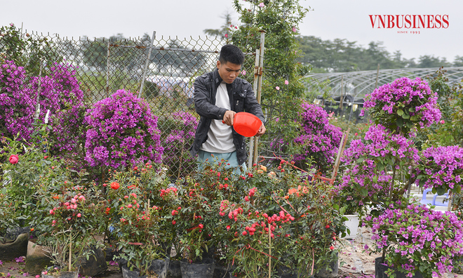 <p class="Normal">
Để đảm bảo việc kịp thời cung ứng phục vụ người dân chơi hoa dịp Tết, hiện nay các nhà vườn ở huyện Mê Linh đang tất bật chuẩn bị những công đoạn cuối cùng để đưa hoa ra thị trường, phục vụ Tết.</p>