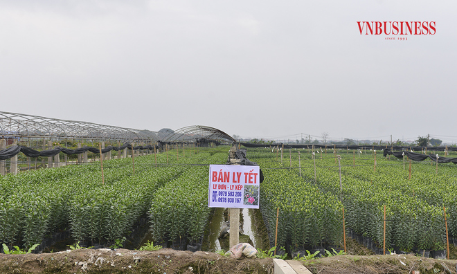 <p class="Normal">
Huyện Mê Linh cũng là vùng chuyên canh hoa ly với những thửa ruộng trải dài bạt ngàn. hoa Ly vụ Tết cũng được người nông dân chăm bón kỹ lưỡng, kỳ vọng một năm được mùa, được giá.</p>