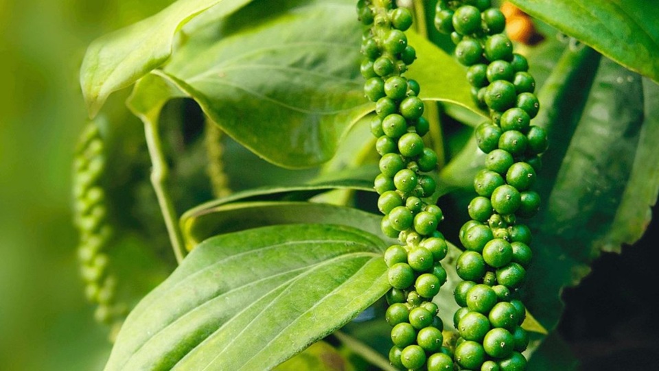 Thị trường trầm lắng, giá tiêu giảm 500 đồng/kg