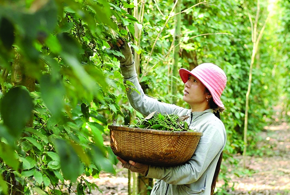 Dự báo thương lái Trung Quốc tăng mua sau Tết Nguyên đán, giá tiêu khả quan hơn?
