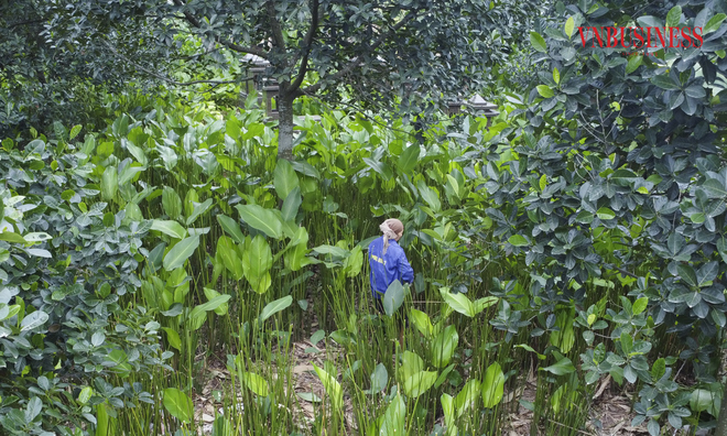 <p class="Normal">
Theo người dân thôn Tràng Cát, việc chuyên canh trồng cây dong lấy lá là nghề truyền thống của người dân từ lúc khai hoang lập làng đến nay.</p>