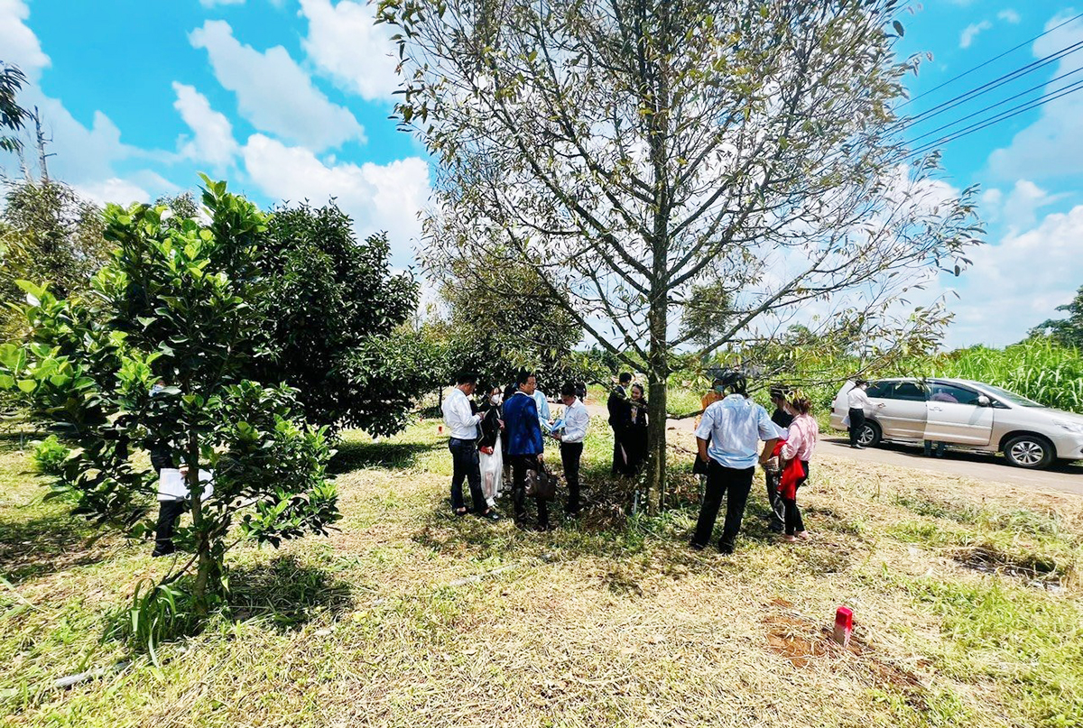 Tiền rẻ kỷ lục, có nên rút tiết kiệm để lao vào 'cơn sốt' đất trồng sầu riêng?