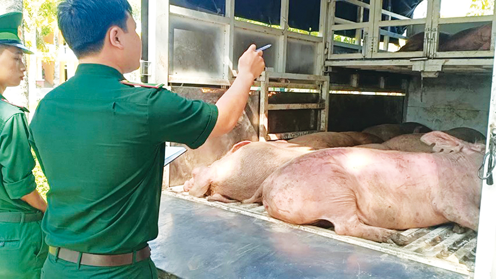 Lãnh đạo địa phương phải chịu trách nhiệm trước Thủ tướng nếu để xảy ra nhập lậu heo, bò