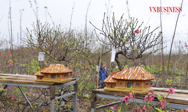 <p class="Normal">
Năm nay, nhiều nhà vườn tại làng đào Nhật Tân đã tạo ra nhiều sản phẩm chơi tết mới, đủ kích cỡ từ nhỏ đến to. Chậu trồng đào cũng được nhà vườn lựa chọn nhiều mẫu từ chậu đất, chum,...đến các loại chậu xi măng tự làm.</p>