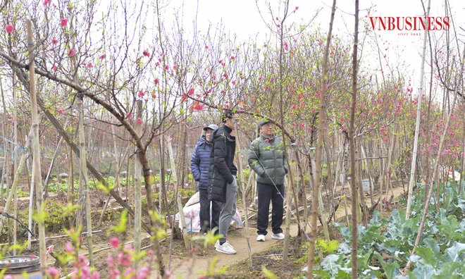 <p class="Normal">
Thay vì lựa chọn đến các chợ hoa truyền thống, một số người "sành" chơi đã tới các nhà vườn trồng đào tại Nhật Tân để lựa chọn cho mình những cây phù hợp nhất.</p>