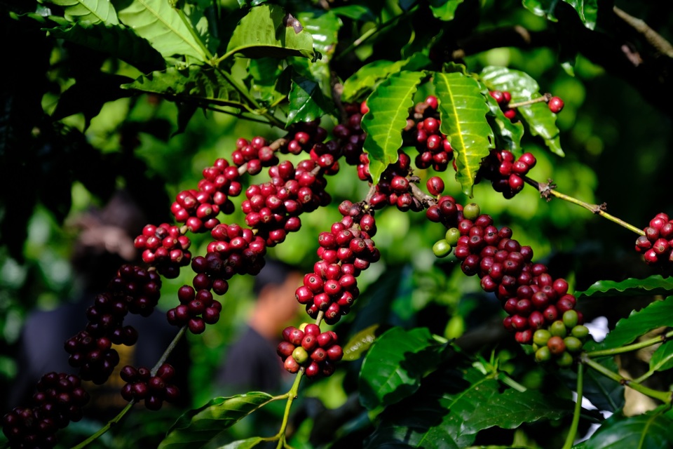Giá cà phê trong nước thu mua cao nhất 79.200 đồng/kg