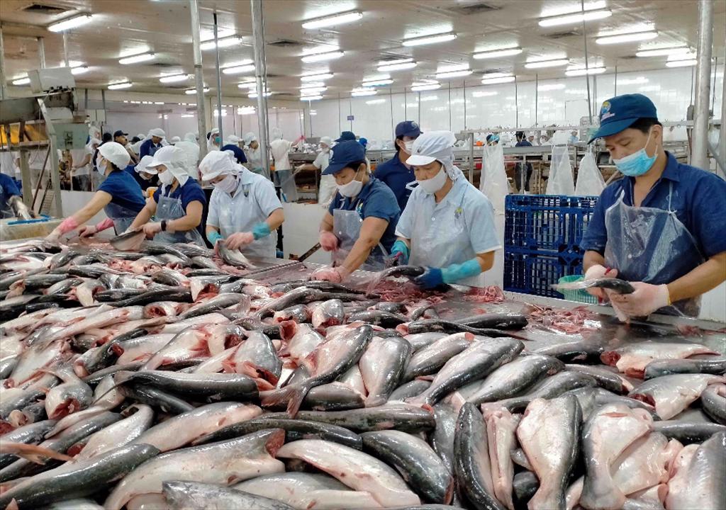 Việt Nam là thị trường cung cấp cá thịt trắng lớn thứ 2 của Mỹ