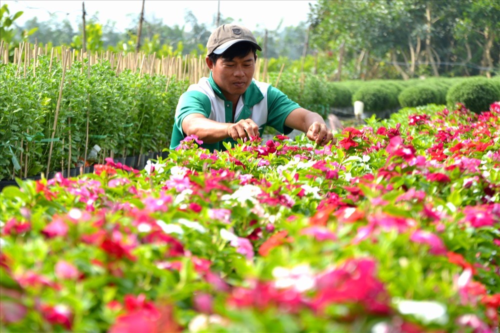 Tết Nguyên đán tác động ra sao đến HTX du lịch?
