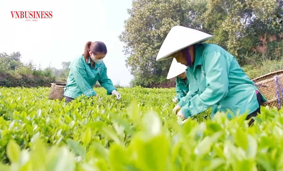 Chè Phú Lương 'lên hương' dịp Tết, nông dân 'mở hội' vì giá bán cao