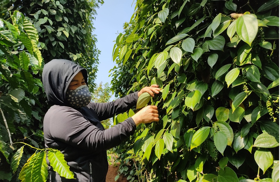 Hồ tiêu giữ mức 86.000 đồng/kg, thị trường dự báo tiếp tục đi lên