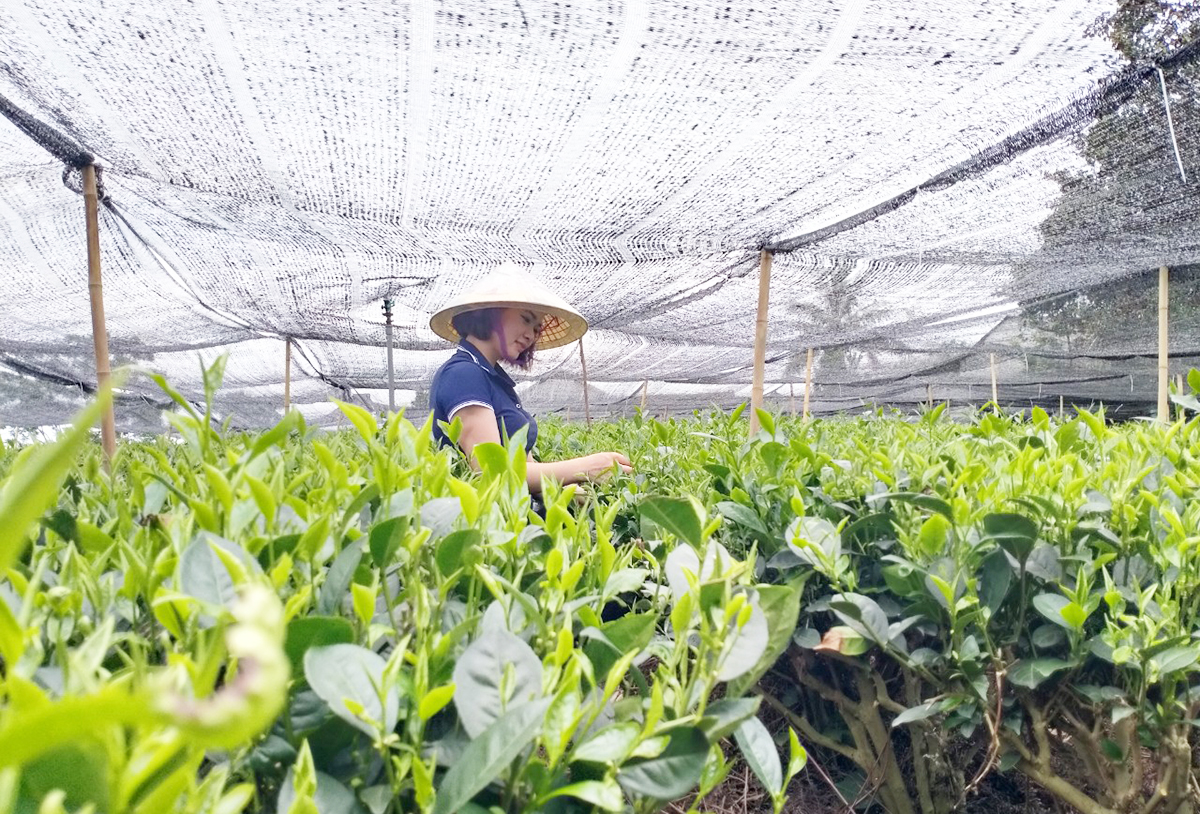 Trồng chè thắng lớn nhờ liên kết, áp dụng công nghệ