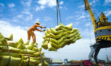 Giá gạo Việt xuất khẩu bắt đầu tăng trở lại, nông dân tất bật thu hoạch vụ Đông Xuân