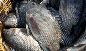 Brazil dừng nhập khẩu cá rô phi từ Việt Nam
