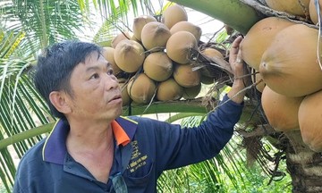 Thời đã tới cho nông dân, HTX trồng dừa?