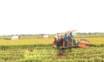 Hết thời ‘con trâu đi trước’, nông dân Nam Định ứng dụng nông nghiệp thông minh thu bạc tỷ