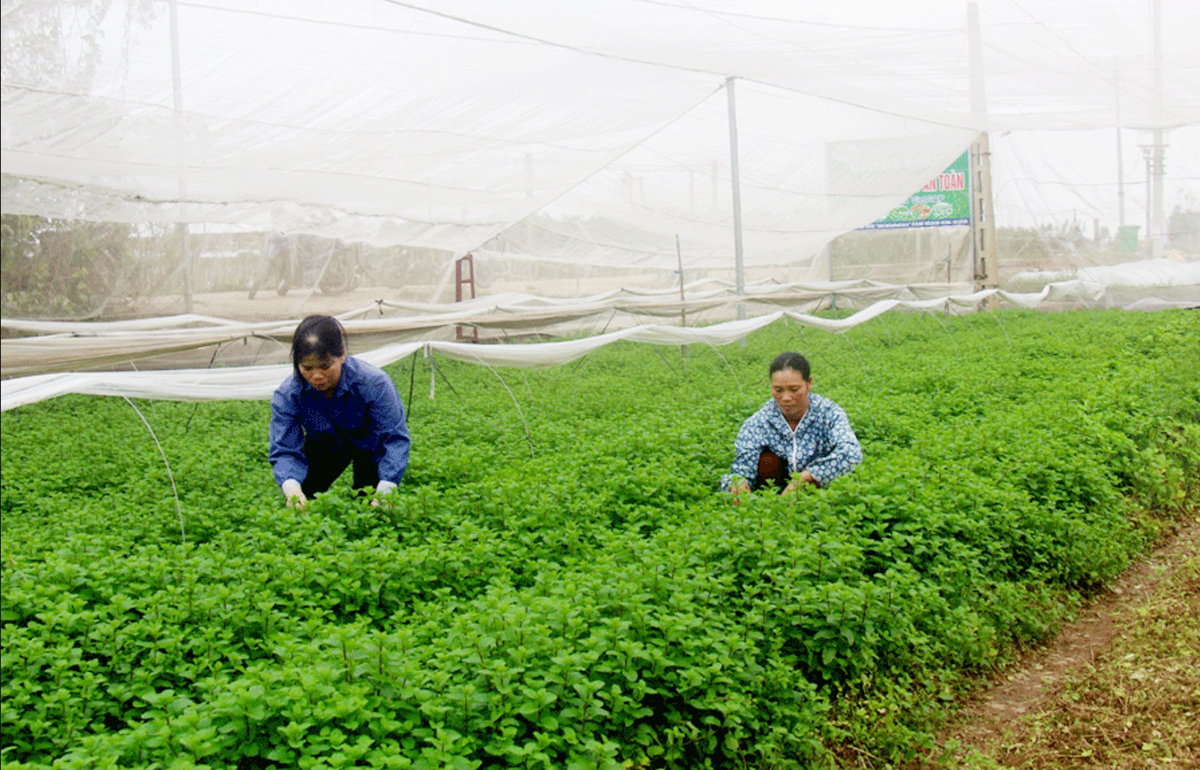 Sản xuất thông minh 'đánh thức' những vùng đất khó ở Phú Thọ