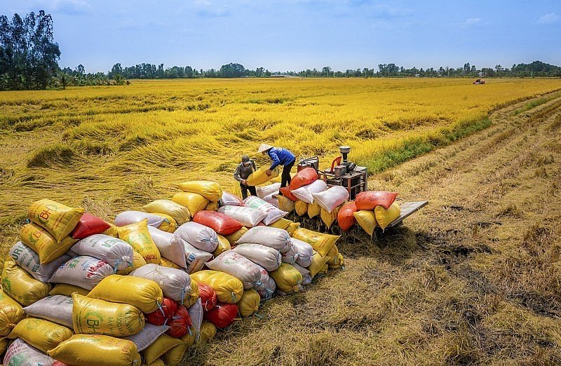 Giá xuất khẩu bất ngờ giảm mạnh, gạo Việt Nam mất ngôi giá cao nhất thế giới