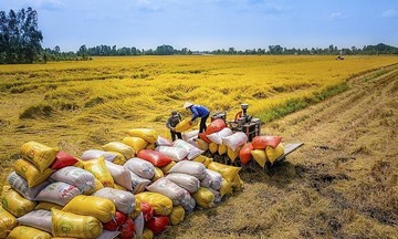 Giá xuất khẩu bất ngờ giảm mạnh, gạo Việt Nam mất ngôi giá cao nhất thế giới
