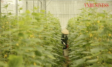 Cây trồng chủ lực cho giá trị cao trên những ‘cánh đồng công nghệ’ ở Bắc Giang