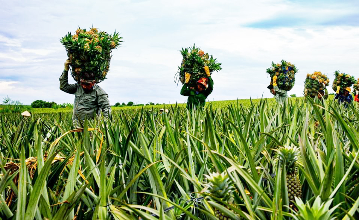 Trồng dứa 'xanh', nông dân Tam Điệp thu trăm triệu, du khách ùn ùn kéo đến 'sống ảo'