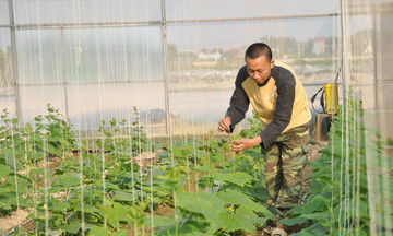Về Bắc Ninh, ghé thăm những cánh đồng mẫu lớn ứng dụng công nghệ cao cho thu nhập tiền tỷ