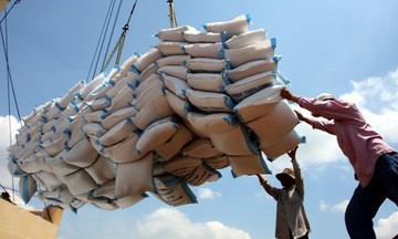 Xuất khẩu gạo 2024 có thể &#039;xô đổ&#039; kỷ lục 2023?