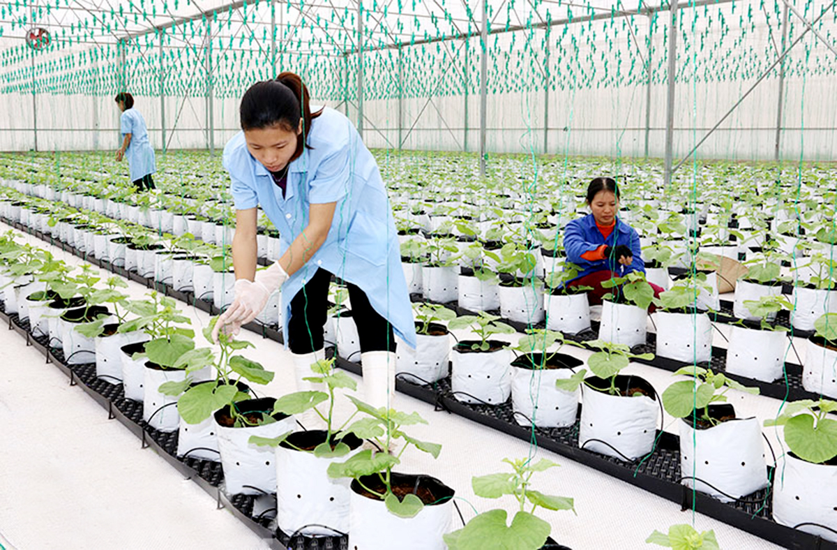 Có HTX làm điểm tựa, nông dân Hà Nam tự tin ứng dụng công nghệ cao, thu hàng trăm triệu mỗi năm