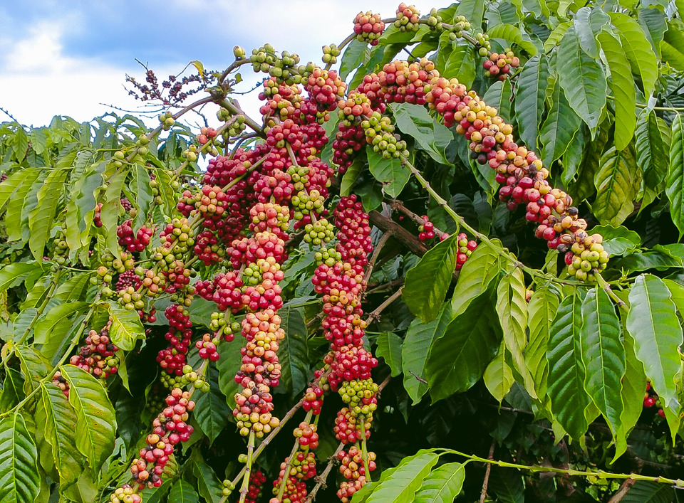 Giá cà phê tăng đến 1.800 đồng/kg