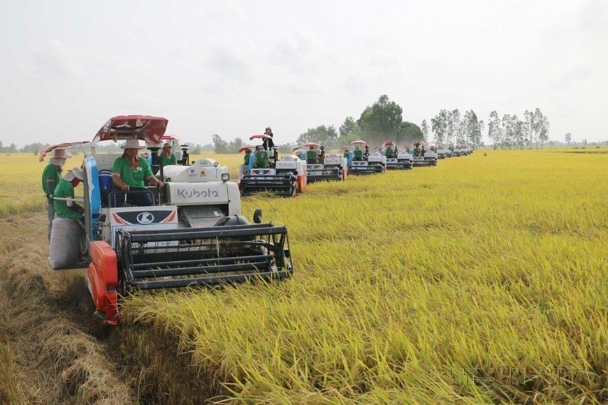 Xuất khẩu lúa gạo liệu còn thuận lợi như năm ngoái?
