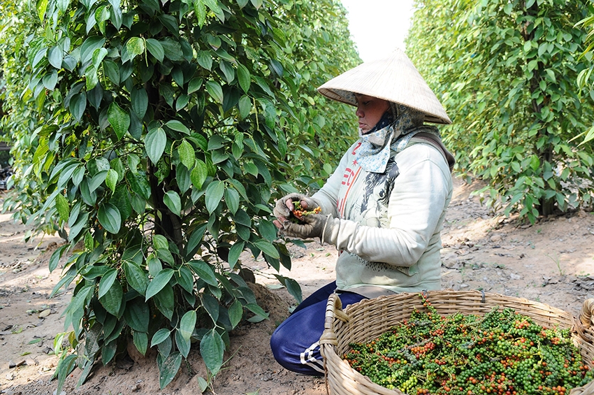 Doanh nghiệp vẫn lo thua lỗ dù giá nhiều nông sản cao kỷ lục