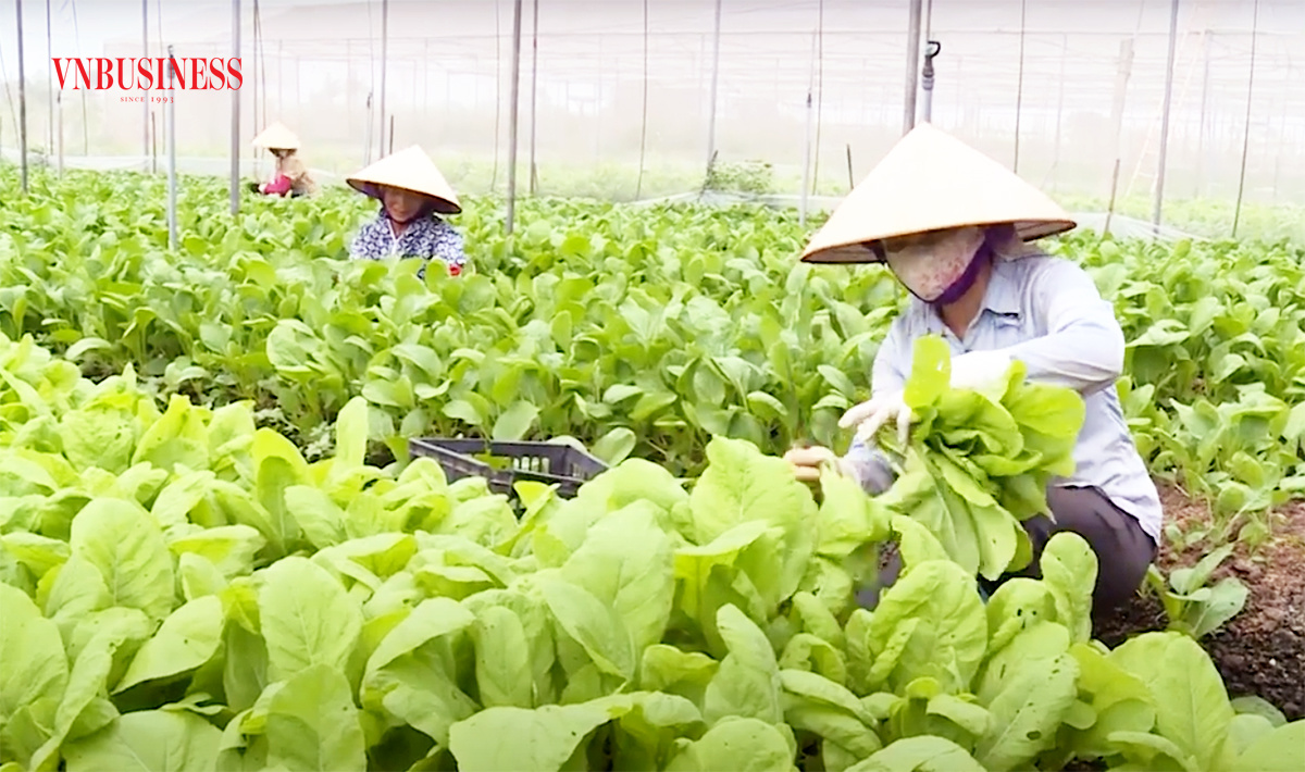 HTX ứng dụng sản xuất hiện đại, cùng nông dân Hưng Yên làm giàu bền vững