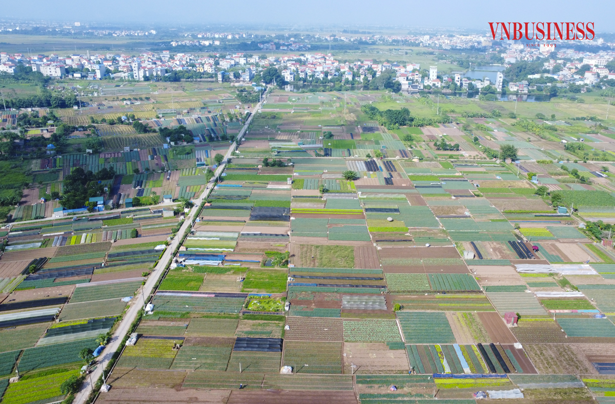 Rau được giá, 'vựa rau' Mê Linh hối hả vào vụ thu hoạch