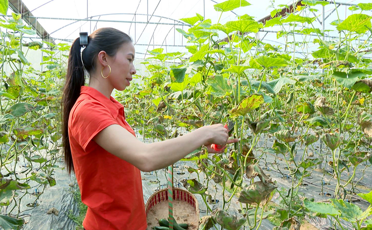 Mạnh dạn ứng dụng khoa học công nghệ vào sản xuất, diện mạo nông nghiệp huyện vùng cao tỉnh Cao Bằng 'thay da đổi thịt' từng ngày