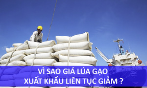 Vì sao giá lúa gạo xuất khẩu liên tục giảm?