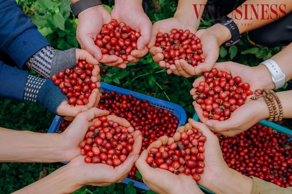 HTX cà phê Đắk Nông thành công lớn nhờ áp dụng công nghệ