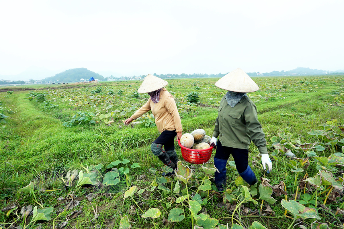 Những cây trồng mới giúp nông dân Ninh Bình thu nhập tiền tỷ