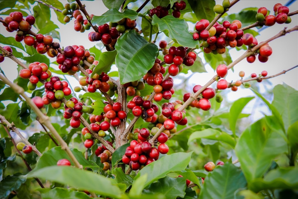 Giá cà phê giữ mức 93.200 đồng/kg